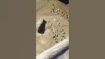 Sardines samples.Original video took 7 minutes walk to cover one side of the dead school.