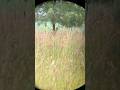 Spotted little (Whitetail) #hunting #whitetail #archery #fyp #shorts