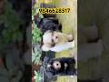 Lhasa apso puppies available in kerala #shorts