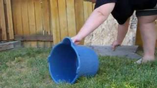 Australian Shepherd begins flyball training!