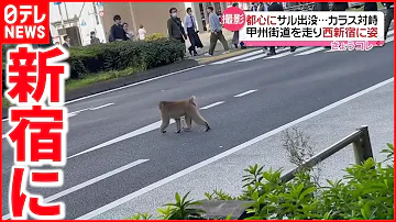 猿威嚇