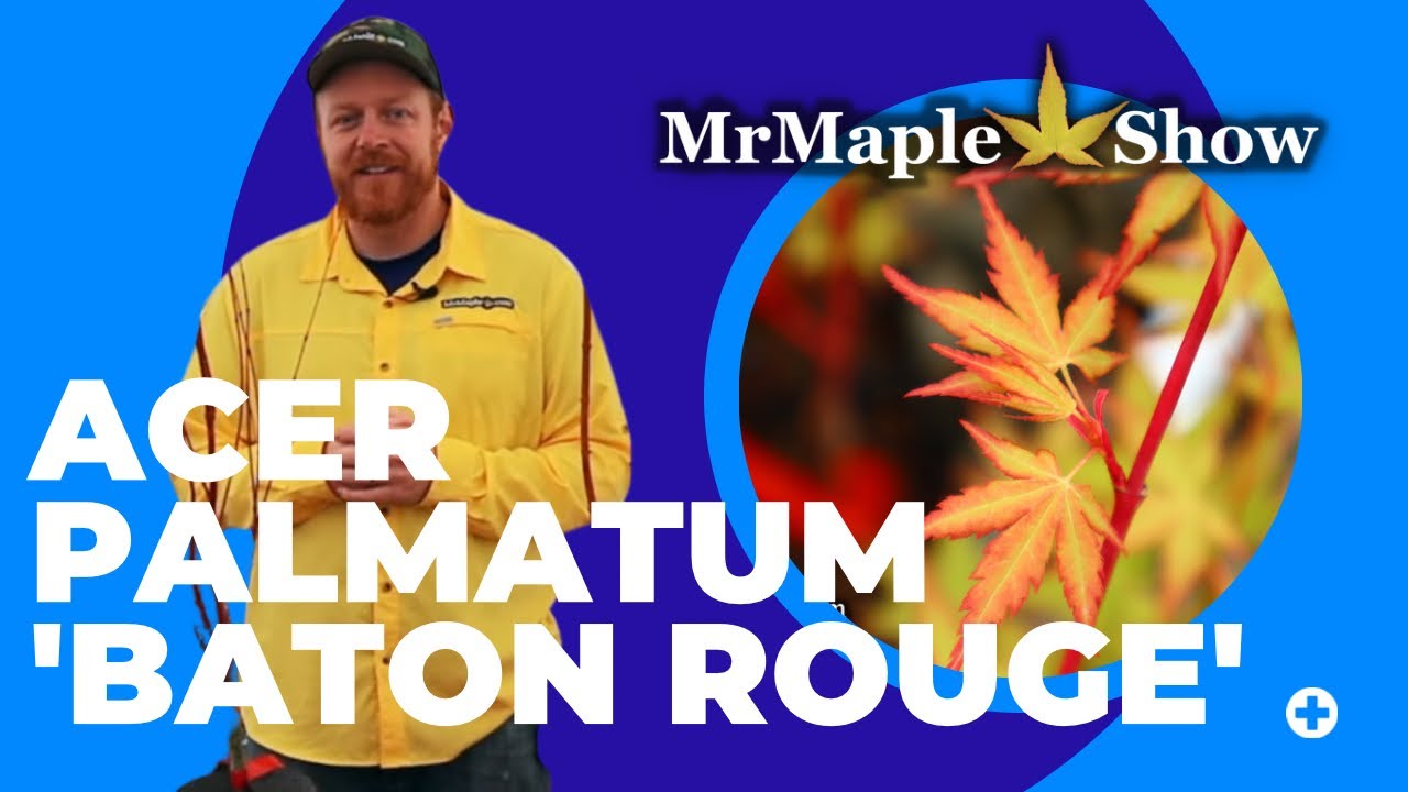 Largest Japanese Maple Cultivar