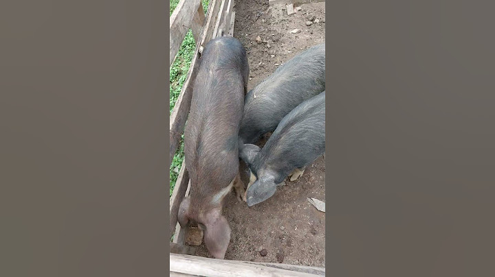 #porco #cachaço #porca #ping