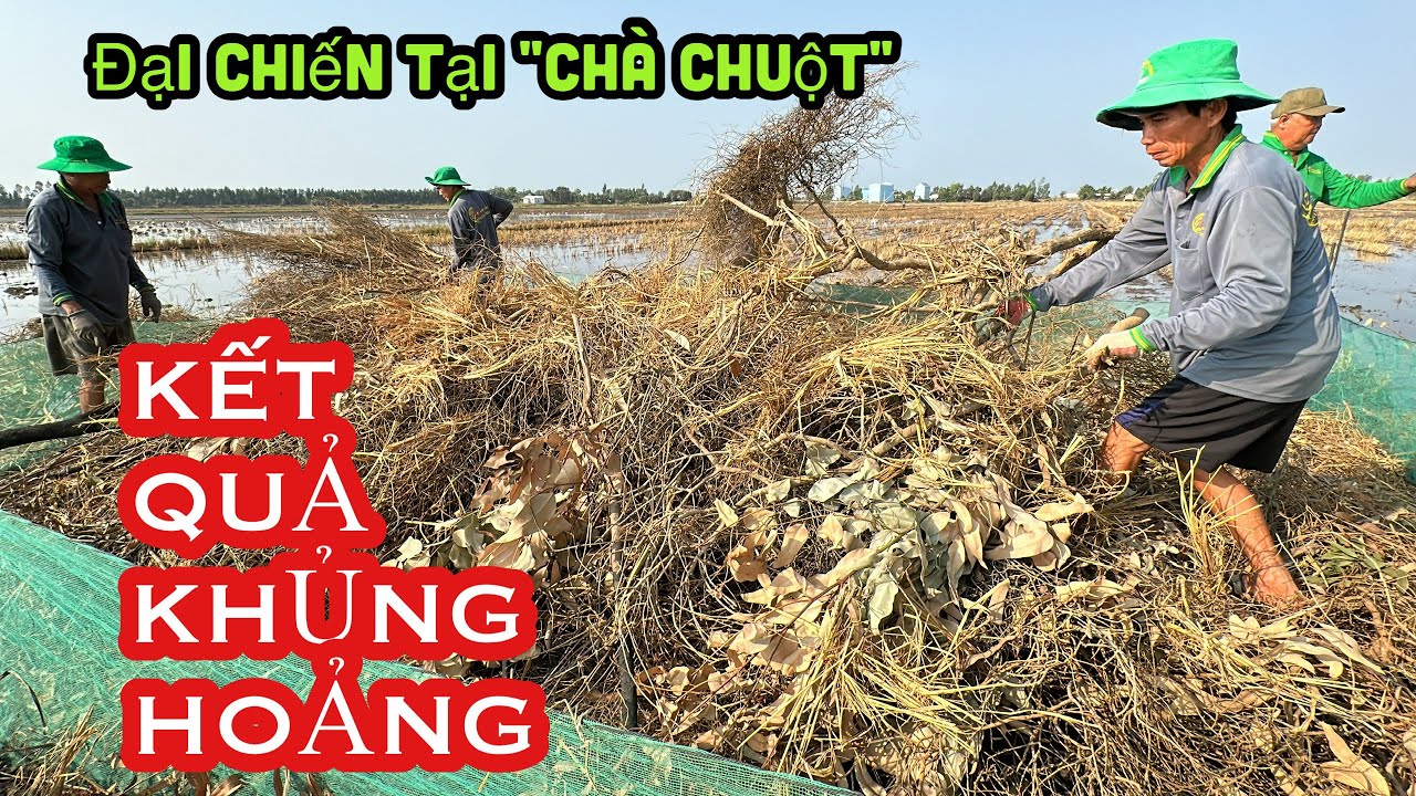 DỠ CHÀ CHUỘT MÙA NẮNG HẠN Ở MIỀN TÂY • CHUỘT NHIỀU KO THỂ TƯỞNG TƯỢNG ĐƯỢC • Mouse