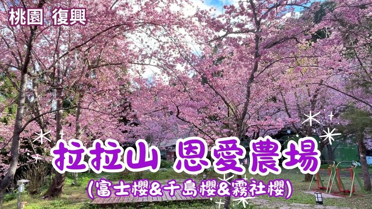2026 -3 桃園 復興 拉拉山 恩愛農場🌸櫻花季開始了🌸 富士櫻&千島櫻&霧社櫻盛開了入園賞花$100元