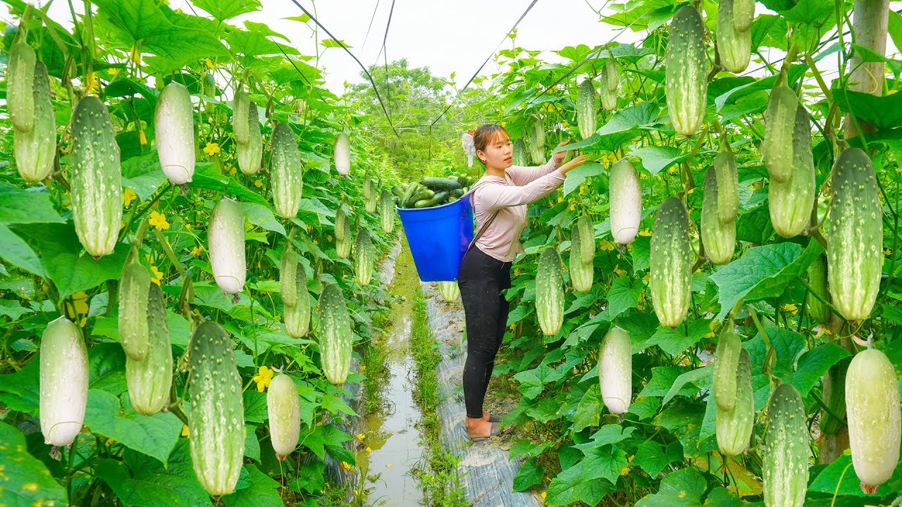 Harvesting Cucumbers to sell at The Country Market - Village Girl ...