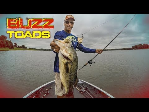 How to Catch More Bass with Buzz Toads