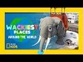Lucy the Elephant Trivia