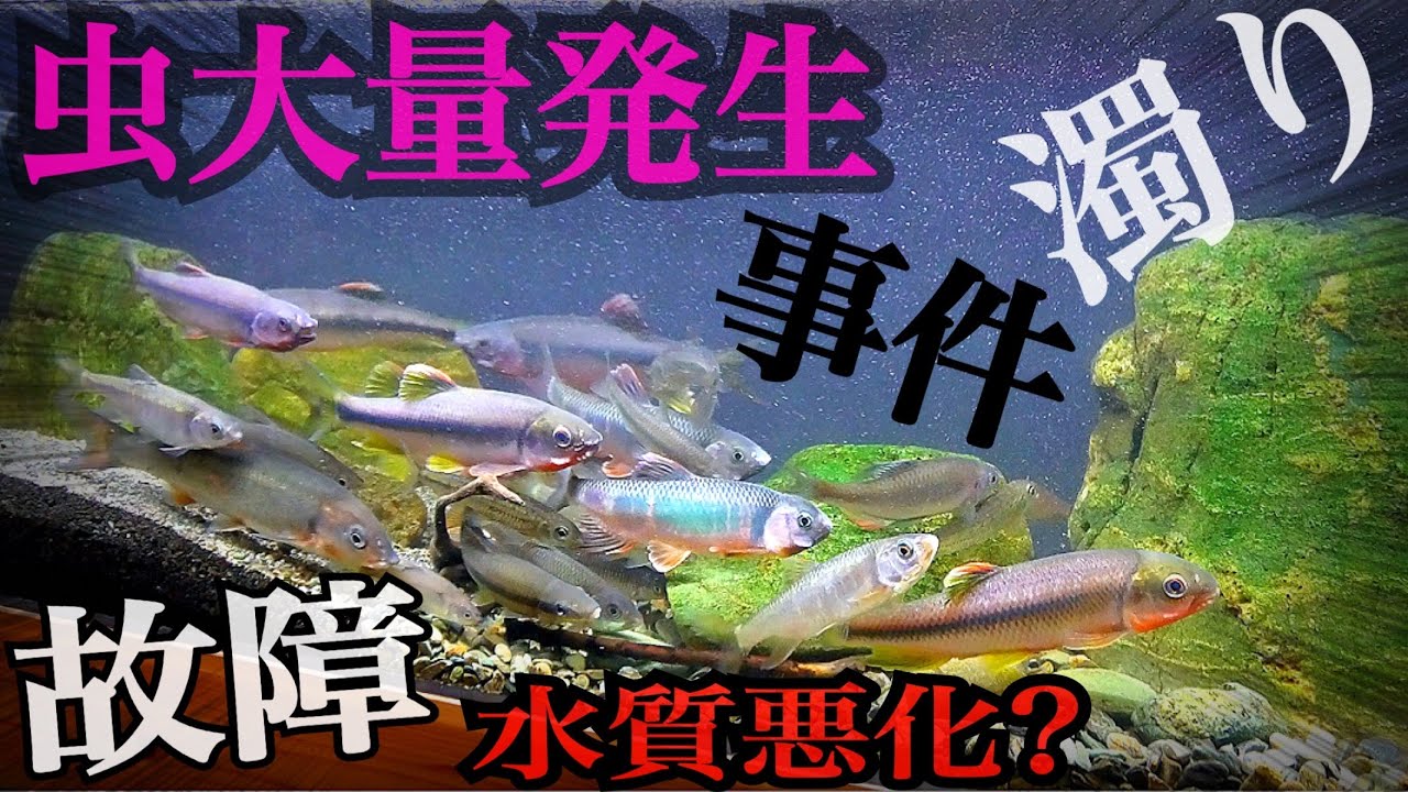 An incident occurred in the clear stream replica aquarium! Oh no