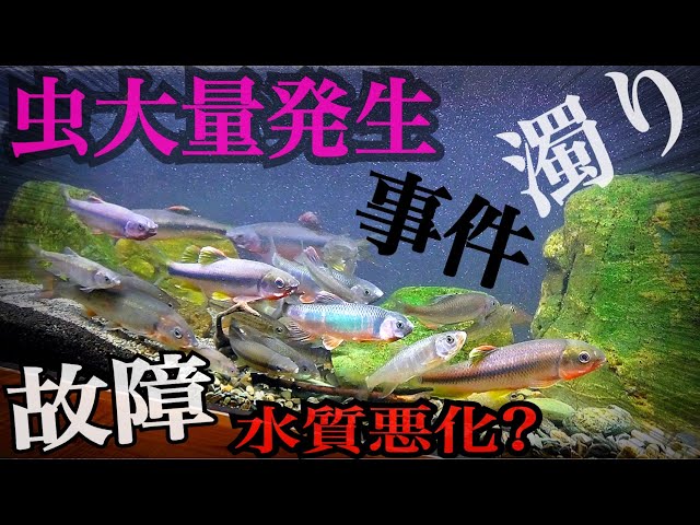 An incident occurred in the clear stream replica aquarium! Oh no