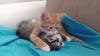 Playful Orange Kitten Wants to Play with Its Sibling #kittenvideos #catvideos #catlove#kittens