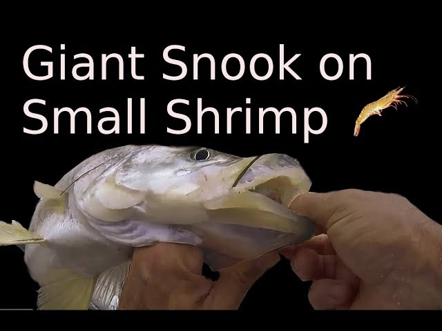 How To Catch Snook on Shrimp Day or Night Fishing 