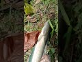 mancing gabus dapat besar, mancing ikan gabus