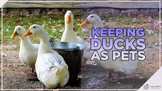 You Need To Know This Before Keeping Ducks as Pets