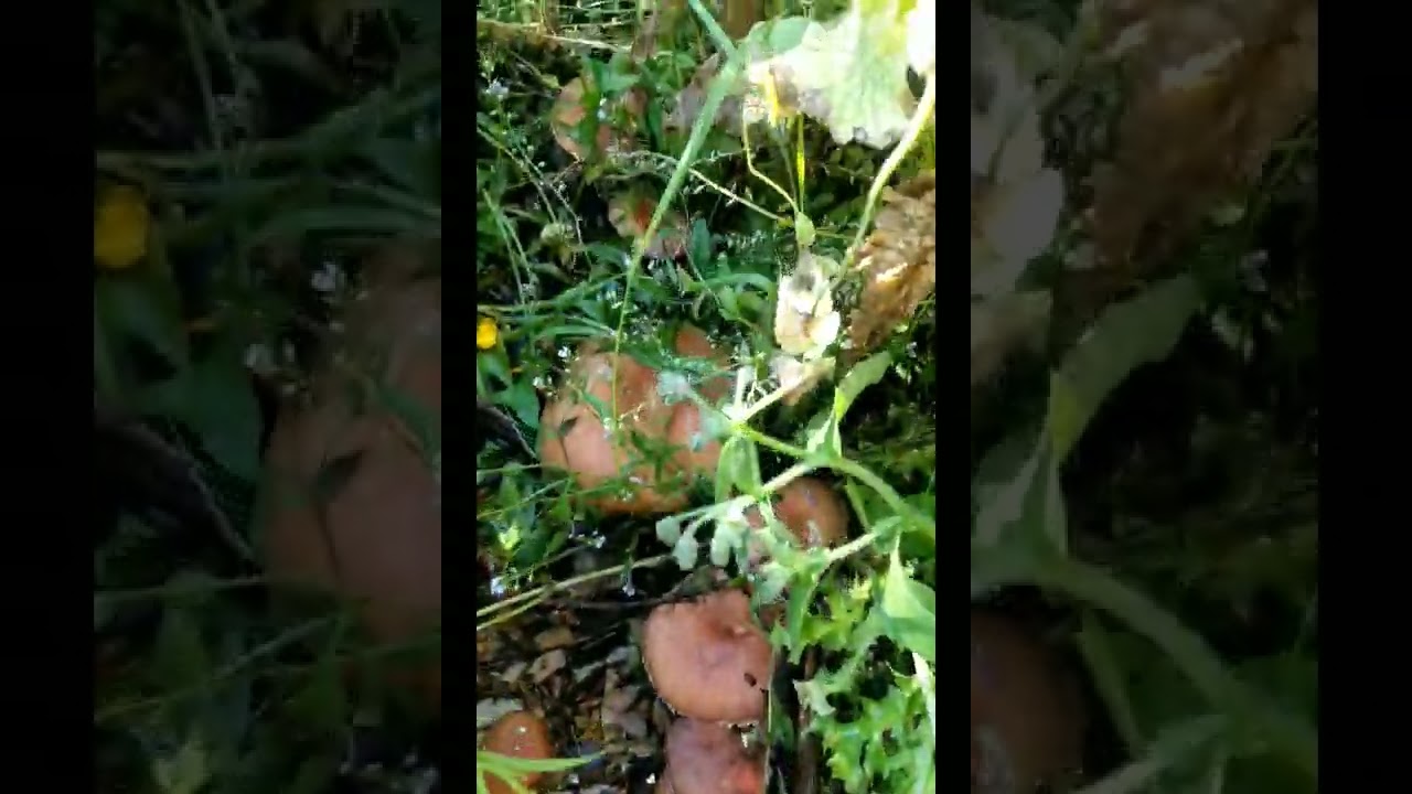 The abundance of King Stropharia