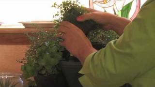 Growing Herbs How To Plant A Kitchen Herb Garden