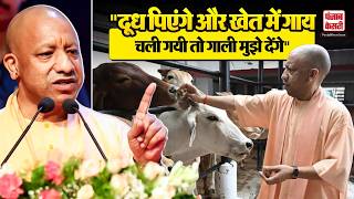 UP News: CM Yogi ने गौ वंशों के लिए नई योजना का किया ऐलान, गाय पालने वालों की दी नसीहत
