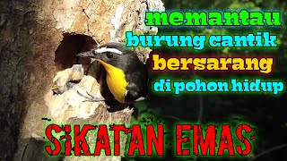 Download Lagu Burung sikatan emas!!!!!Bersarang di pohon hidup!! MP3