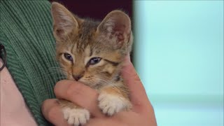 Furry Friend Friday - Companion Animal Alliance