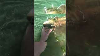 This Fish Tried to be Sneaky! #fishing #bowfishing #spearfishing #suckerfish #carp #foryou #viral