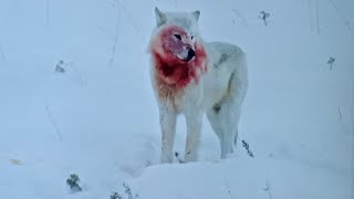 Vahşi̇ Kurtlar - Kurt Saldirisi Wolf Attack