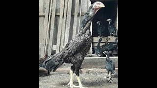 TOP 45 THE BEST INDIAN ROOSTERS-Индийские петухи-印度公雞-Hind xoruz