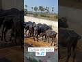 “Village vibes 🐃✨” #trending #villagerlifestyle #funny #youtubeshorts #naturelovers #buffalo