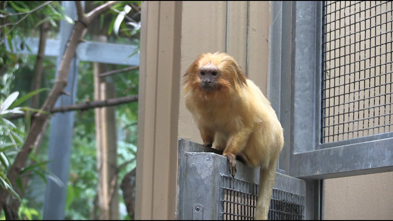 Sademetsän viimeiset