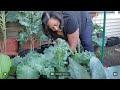 Harvest time collards mustards and broccoli