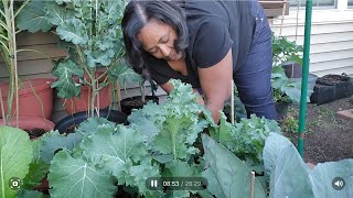 Harvest time, Collards, Mustards and Broccoli.