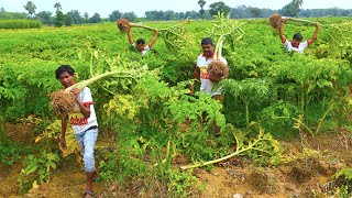 Elephant foot yam &amp; Para fish curry for village people | টাটকা ওলকচু দিয়ে সমুদ্রের পারা মাছের রান্না