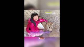 Fierce Alpha Wolf Turns Into a Gentle Baby When She Approaches! 🐺 #wolf #rescue #miracle