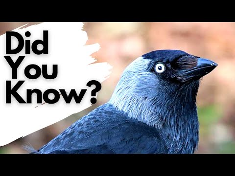 JACKDAWS সম্পর্কে আপনার যা জানা দরকার!