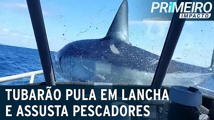 Tubarão cai em cima de lancha e assusta pescadores | Primeiro Impacto (09/11/22)