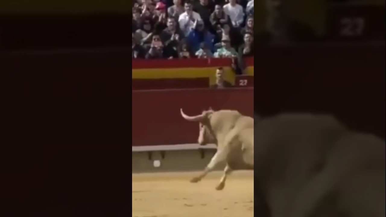 "Facing the Beast Unforgettable Moments in the Bullring!"🐂🔥 