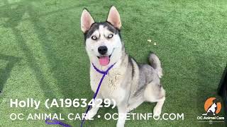 🐶 Adoptable Holly #A1963429 in shelter since 06/12/2026