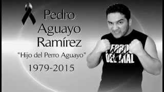 Tribute to Perro Aguayo Jr.
