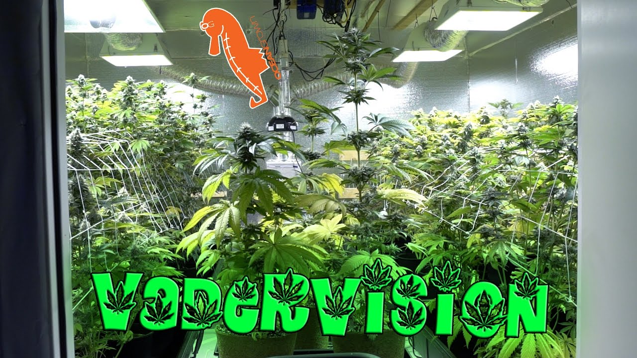 Mid Flower Check Up for the Cannabis Grow Op! 🍁