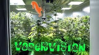 Mid Flower Check Up for the Cannabis Grow Op! 🍁