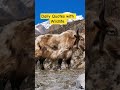 American Bull Wildlife #wildlife #wildanimals #wildliferescue #animals #nature #wildlifephotography