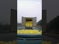 #DuckTruck#TruckFullOfDucks#PlushyDelivery#CuteShorts#POVTruckCam#ViralShorts#DuckCargo#ToyUnboxing