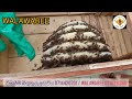 බිගු උයන් තනමු / Lets criate bees garden #beekeeping #walawabee