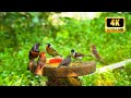 Cat tv no ad interruptions 10 hours beautiful birds relax your pets 4kr