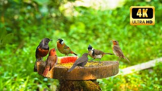 Cat TV No Ad Interruptions! 10 Hours❤ Beautiful Birds, Relax Your Pets (4K HDR)