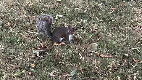 Squirrel in the Park - Technical Reference for Animators