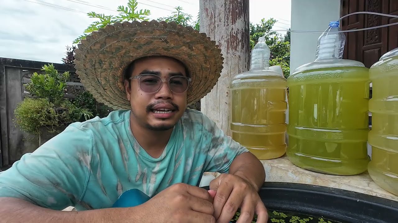 EP.2 น้ำเขียวเพาะไรแดงตาย  | ผมเฮง พนักงานประจำ