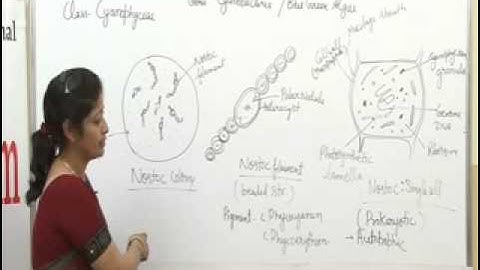 Nostoc Lecture, BSc Botany by Dr. Ruby Singh Parmar I Guru Kpo