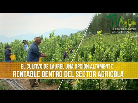 Video: ¿Qué tan alto crece el laurel de montaña?