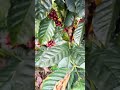 Belleza de cafetales primera cosecha de #cafe #plantas #campomexicano #naturaleza #sabiadocampo