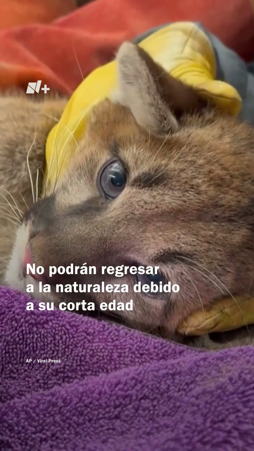 Rescatan a tres pumas bebés que habían quedado huérfanos en California - N+ #Shorts